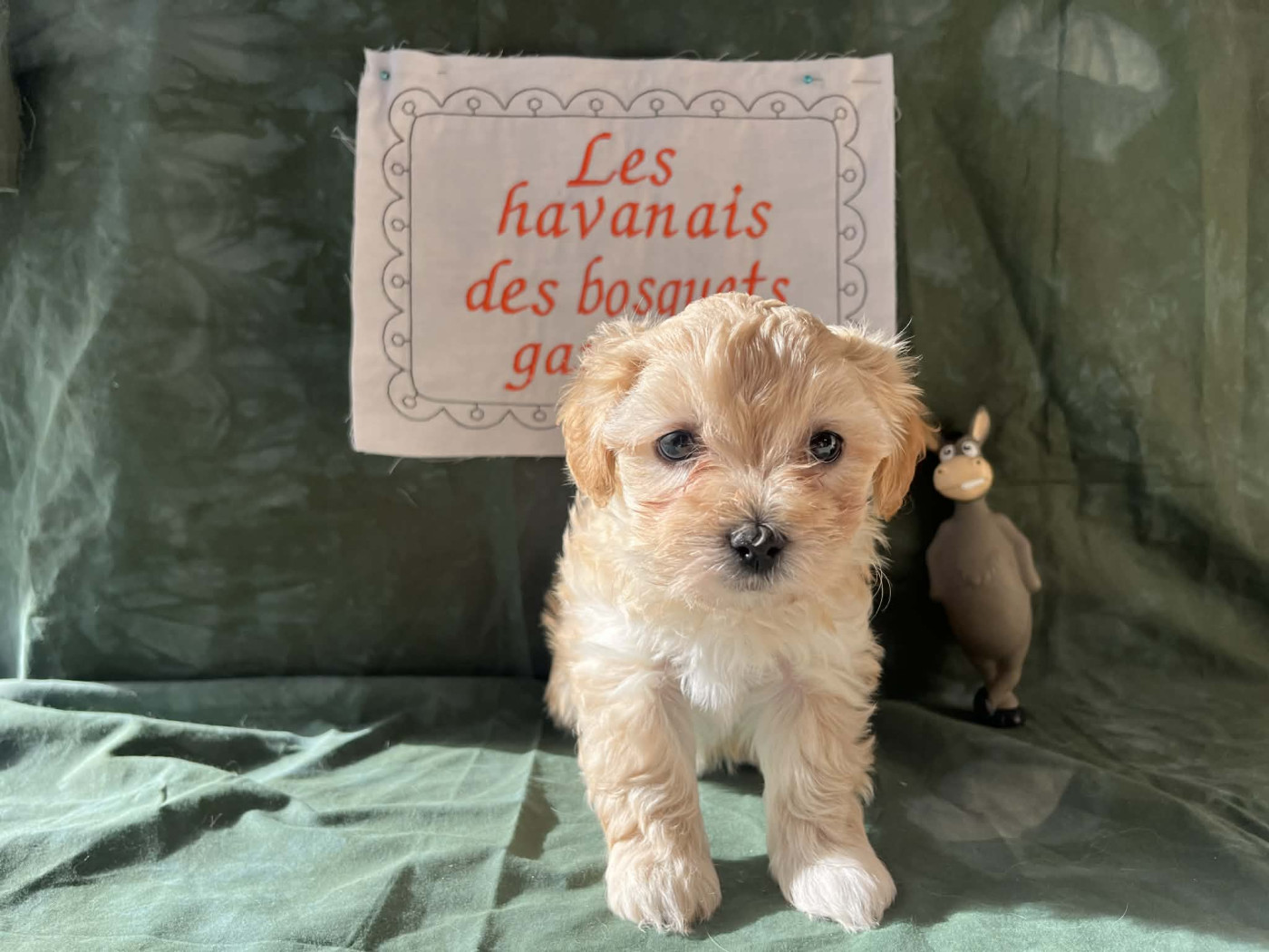 des Bosquets Gaumais - Chiots disponibles - Bichon Havanais